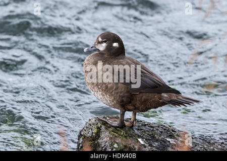Harlekin Ente (Histrionicus Histrionicus) Erwachsenen weiblichen stehen auf Felsen weiter um zu schnell fließenden Fluss, Island Stockfoto