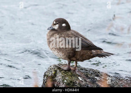 Harlekin Ente (Histrionicus Histrionicus) Erwachsenen weiblichen stehen auf Felsen weiter um zu schnell fließenden Fluss, Island Stockfoto