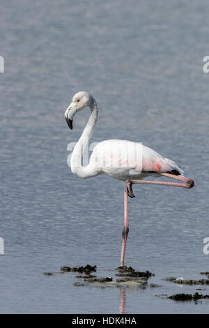 größere Flamingo (Phoenicopterus Kautschuk) Erwachsenen stehen im flachen Wasser, Mallorca, Balearen, Spanien Stockfoto