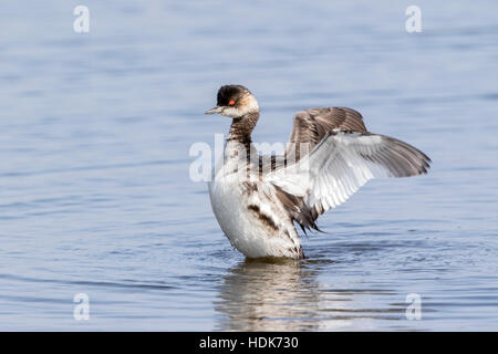 Schwarzhalstaucher (Podiceps Nigricollis) Erwachsenen Schwimmen im Teich, Mallorca, Balearen, Spanien Stockfoto