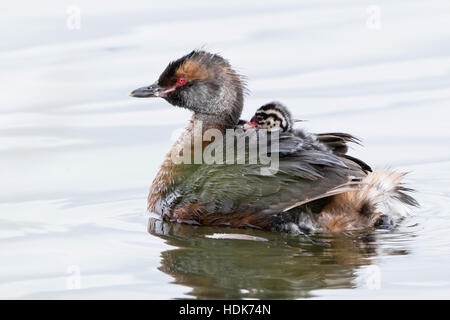 slawonische Grebe oder Ohrentaucher (Podiceps Auritus) Erwachsenen schwimmen auf dem Wasser mit Küken auf dem Rücken, Island Stockfoto