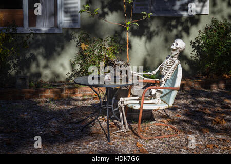 Calistoga, Kalifornien - 08. November: Skelett Schriftsteller draußen mit ein paar Flaschen Wein als Halloweendekoration im Weinland. November Stockfoto