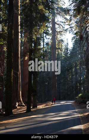 Sequoia NP, Kalifornien - 14. November: Paare, die auf der Straße mit riesigen Bäumen im Rücken und den Seiten. 14. November 2016, Sequoia NP, Kalifornien. Stockfoto