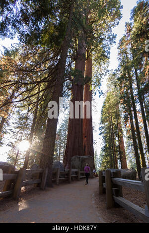 Sequoia NP, Kalifornien - 14. November: Frau zu Fuß auf einem Pfad Baumriesen zu sehen, bis in der Nähe mit einer Starburst Form der Sonne in der Ecke. 14. November 20 Stockfoto