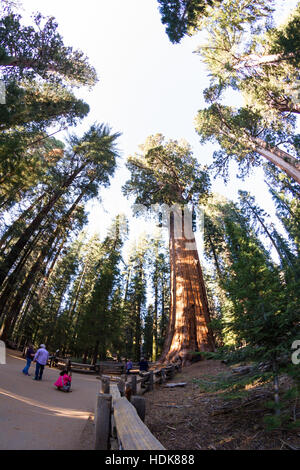 Sequoia NP, Kalifornien - 14. November: Touristen posieren für ein Foto mit General Sherman Tree. 14. November 2016, Sequoia NP, Kalifornien. Stockfoto