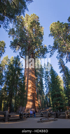 Sequoia NP, Kalifornien - 14. November: Touristen posieren für ein Foto mit General Sherman Tree. 14. November 2016, Sequoia NP, Kalifornien. Stockfoto