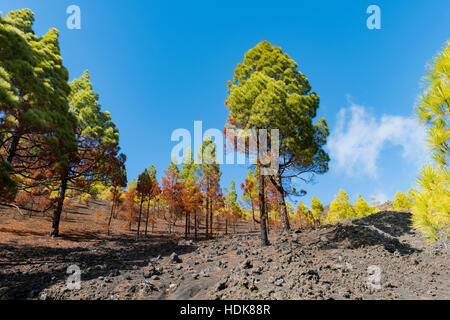 Schuss von der berühmten trekking eingeschlagene "Ruta de Los Vulkane", im Süden von La Palma in der Nähe Los Canarios. Pinien in wunderschönen Herbstfarben leuchten Stockfoto