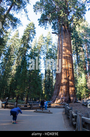 Sequoia NP, Kalifornien - 14. November: Touristen posieren für ein Foto mit General Sherman Tree. 14. November 2016, Sequoia NP, Kalifornien. Stockfoto