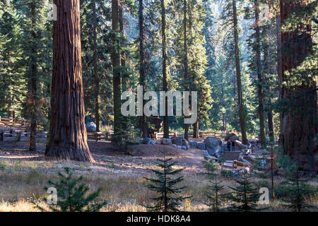 Sequoia NP, Kalifornien - 14. November: Menschen zu Fuß auf den Weg, die Riesen aus nächster Nähe zu sehen. 14. November 2016, Sequoia NP, Kalifornien. Stockfoto