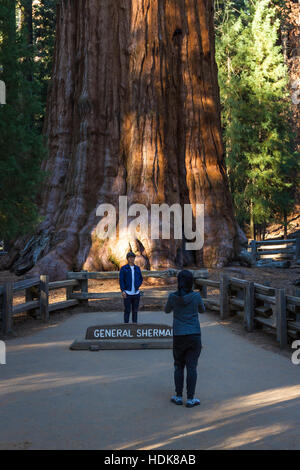 Sequoia NP, Kalifornien - 14. November: Touristen posieren für ein Foto mit General Sherman Tree. 14. November 2016, Sequoia NP, Kalifornien. Stockfoto