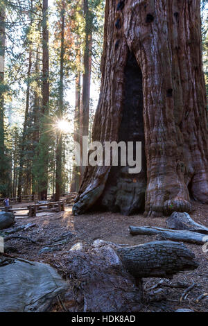 Sequoia NP, Kalifornien - 14. November: Menschen herumlaufen General Sherman. mit einem Stern vor der Sonne.  14. November 2016, Sequoia NP, Kalifornien. Stockfoto