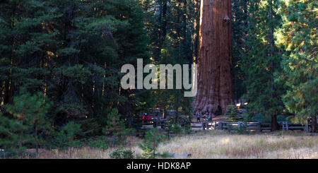 Sequoia NP, Kalifornien - 14. November: Menschen zu Fuß und posieren für ein Foto mit General Sherman. 14. November 2016, Sequoia NP, Kalifornien. Stockfoto