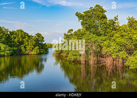 Sanibel Island, Florida, j.n. Ding"" Darling National Wildlife Refuge, Wildnis-Antrieb, Mangroven Stockfoto