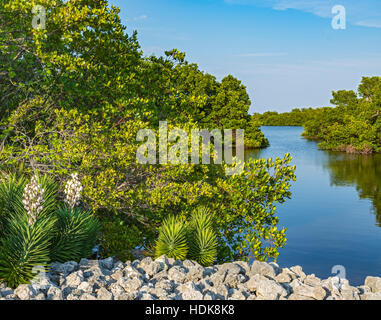 Florida, Sanibel Island, j.n. "Ding" Darling National Wildlife Refuge, Blick vom Wildnis-Antrieb, Palmen, Mangroven Stockfoto