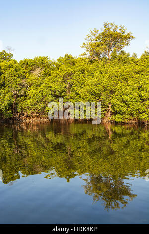 Sanibel Island, Florida, j.n. "Ding" Darling National Wildlife Refuge, Wildnis-Antrieb, Blick vom Wulfert Schlüssel Trail, Mangroven Stockfoto