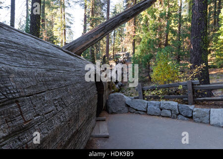 großen gefallenen Mammutbaum mit einem Tunnel schneiden als Gehweg und Handicap Zugang zum General Sherman trail Stockfoto