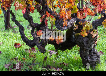 schöne alte Rebsorte mit Ästen überall und Herbstfarben auf seinen Blättern Stockfoto