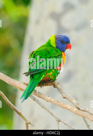 Rainbow Lorikeet (Trichoglossus haematodus), Victoria, VIC, Australien Stockfoto