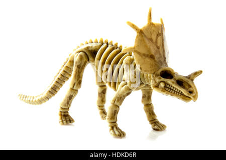 Skelett eines alten Protoceratops isoliert auf weiß Stockfoto