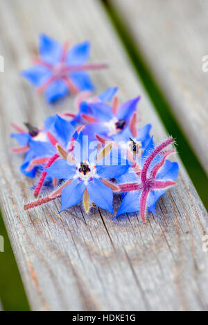 Borretsch-Blüten in Nahaufnahme. Auch bekannt als Starflower, ist dieser essbare blaue Blume ein einjähriges Kraut. Stockfoto