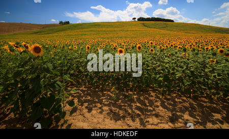 Toskanische Sonnenblumen-Landschaft im Val d ' Orcia, Siena Stockfoto