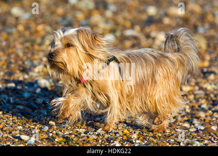 Yorkshire Terrier Hund am Strand laufen. Stockfoto