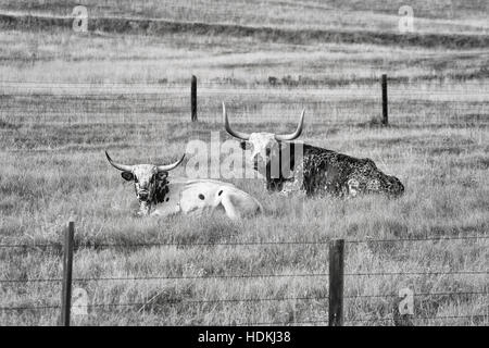 Schwarz / weiß Bild von zwei Texas Longhorns liegend auf trockenem Rasen. Stockfoto