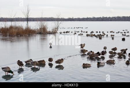 Eine große Gruppe von Enten auf einem See im Winter. Stockfoto