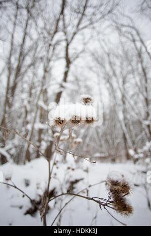 Schneebedeckte Distel Unkraut im Fort Snelling Staatspark in Minneapolis, Minnesota, USA. Stockfoto