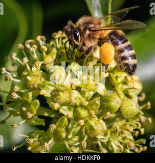 Westlichen Honig Biene Apis Mellifera Fütterung und das Sammeln von Pollen aus Efeu Blüten Stockfoto