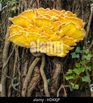 Der Wald Laetiporus Sulphureus Halterung Pilz wächst durch den Efeu bedeckt Stamm eines Baumes in einem Holz UK Somerset Huhn Stockfoto