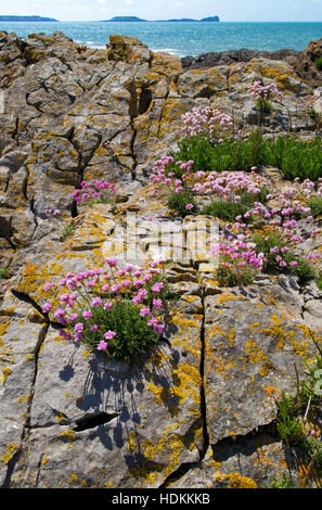 Meer rosa Armeria Maritima wächst auf Felsen über Flut auf der Gower-Halbinsel in South Wales UK mit Wurmkopf am Horizont Stockfoto