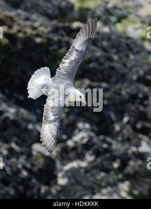 Nördlichen Fulmar Fulmarus Cyclopoida im Flug über Steilküsten Stockfoto