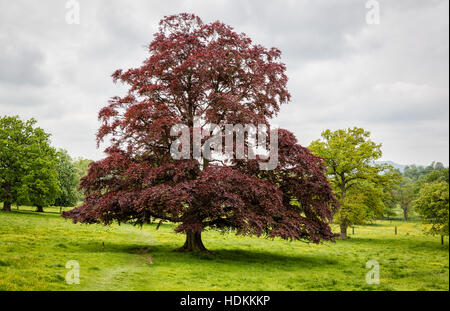 Blutbuche Fagus Sylvatica Purpurea wächst als Baum Probe in einer Parklandschaft in Oxfordshire UK Stockfoto