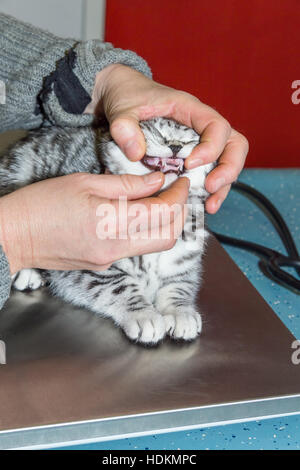 Tierarzt überprüft Zähne im Mund junge Katze Stockfoto