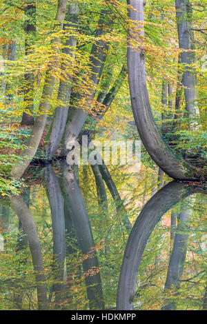 Herbst Baumstämme mit Spiegelbild im Europäischen Waldbach Stockfoto