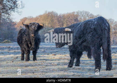 Zwei schwarze schottische Hochlandrinder in gefrorenen Weide Stockfoto