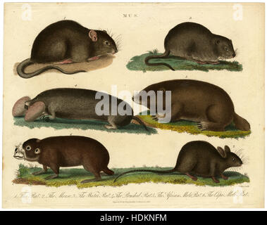 Antike 1818 Gravur aus der London Enzyklopädie zeigt Gattung Mus-Ratte, die Maus, die Wasserratte, Pouched Ratte, afrikanischen Maulwurf Ratte, The Cape Maulwurf Ratte. QUELLE: ORIGINAL GRAVUR. Stockfoto