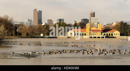 City Park Lake Denver Colorado Skyline Migration Gänse Vögel Wildlife Stockfoto