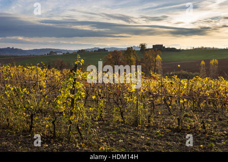 Herbstfarben in den Hügeln des Monferrato bei Sonnenuntergang (Piemont, Italien). Weinberg im Vordergrund. Stockfoto