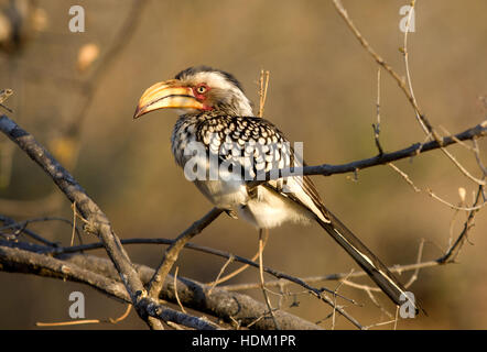 Yellow-billed Hornbill in Südafrika Stockfoto