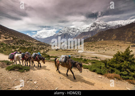 Pferde einer Trekker-Gruppe auf dem Annapurna Circuit trekking-Route, Nepal. Stockfoto
