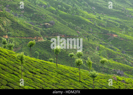 Tee-Plantagen in Munnar, Kerala, Indien Stockfoto