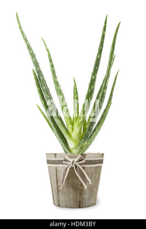 Aloe Vera Pflanze in Vase isoliert auf weiss Stockfoto