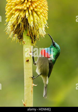 Ein männlicher südlicher Doppelkolbenvogel, der im Kirstenbosch National Botanical Garden in Kapstadt füttert. Stockfoto