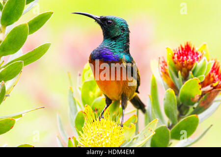 Der kultige Kleine orange breasted Sunbird. Stockfoto