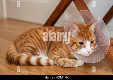 Bild von Ingwer Katze auf dem Boden mit Konus. Stockfoto