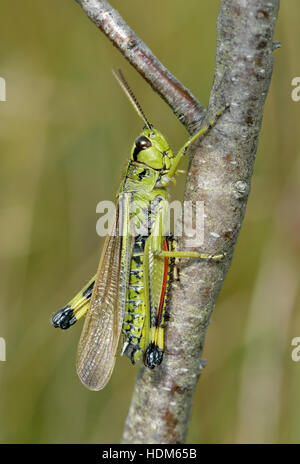 Großen Marsh Grasshopper - Stethophyma grossum Stockfoto