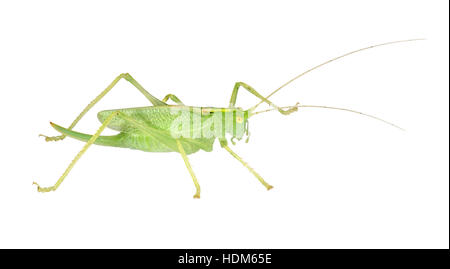 Eiche Bush-Cricket - Meconema Thalassinium - weiblich Stockfoto