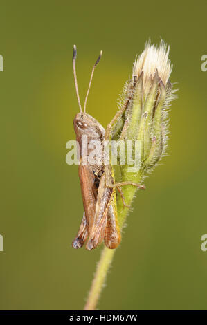 Rufous Grasshopper - Gomphocerippus Rufus - männlich Stockfoto